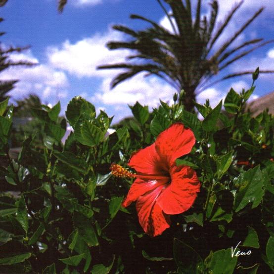 Hibiskus