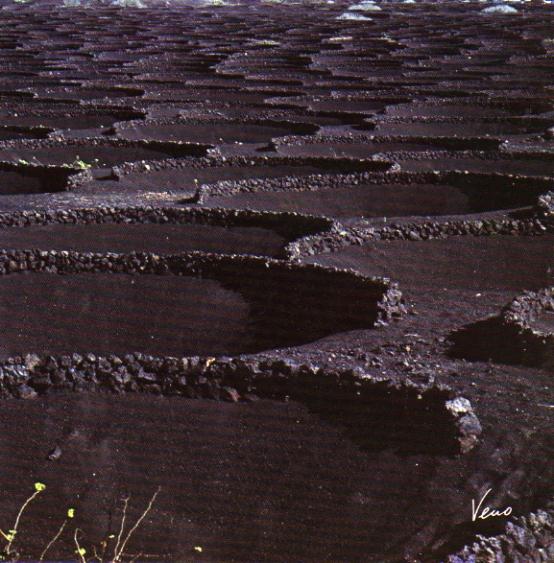 Weinreben in la Geria